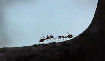 Evde Karıncalara Karşı Ne Yapılır? 6 Etkili Çözüm